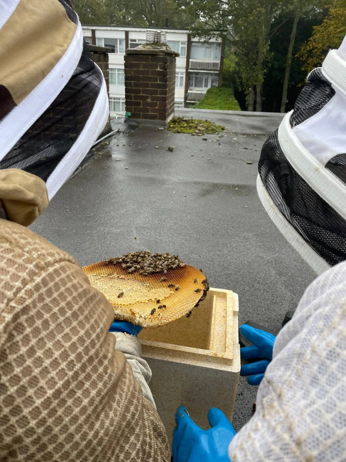 Apex pest technicians removing a bee colony from a roof