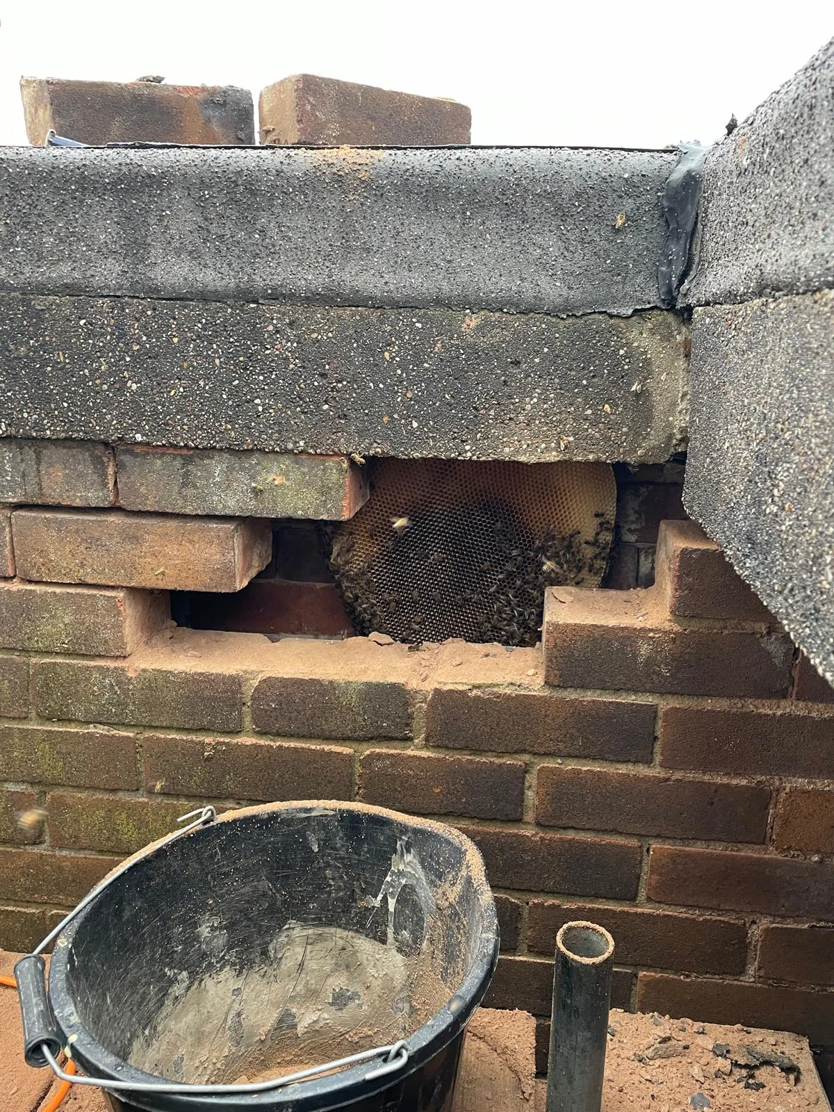 House wall removed revealing a bee colony in the cavity