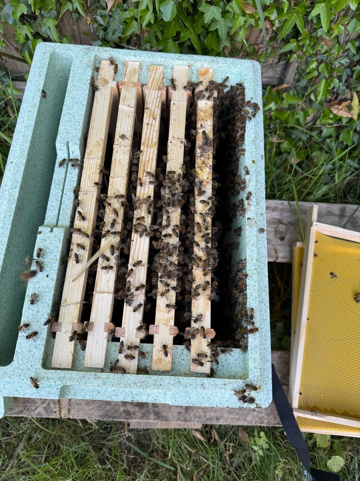 Honey bee colony removed alive and placed in a transit box for relocation with a beekeeper