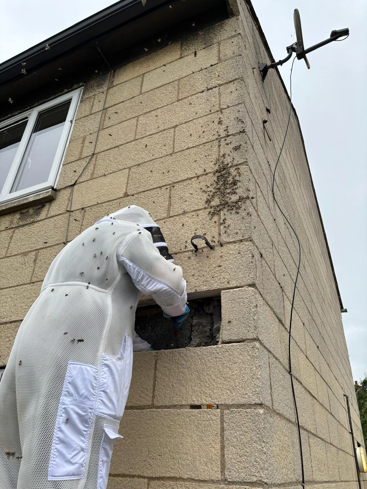 Bee colony reached inside a house wall cavity ready for relocation