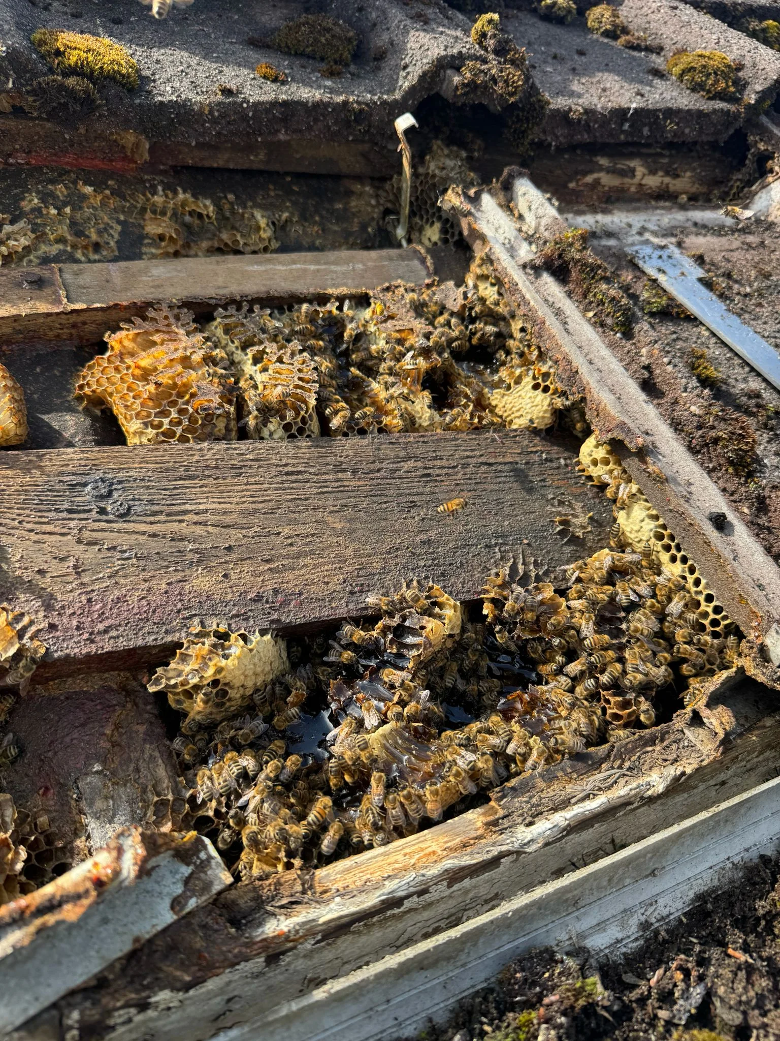 Large bee nest exposed after removing roof tiles