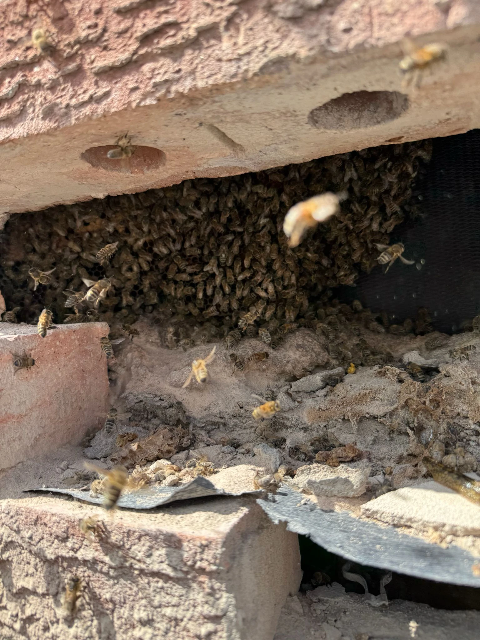 Bee nest inside a cavity wall exposed ready for removal