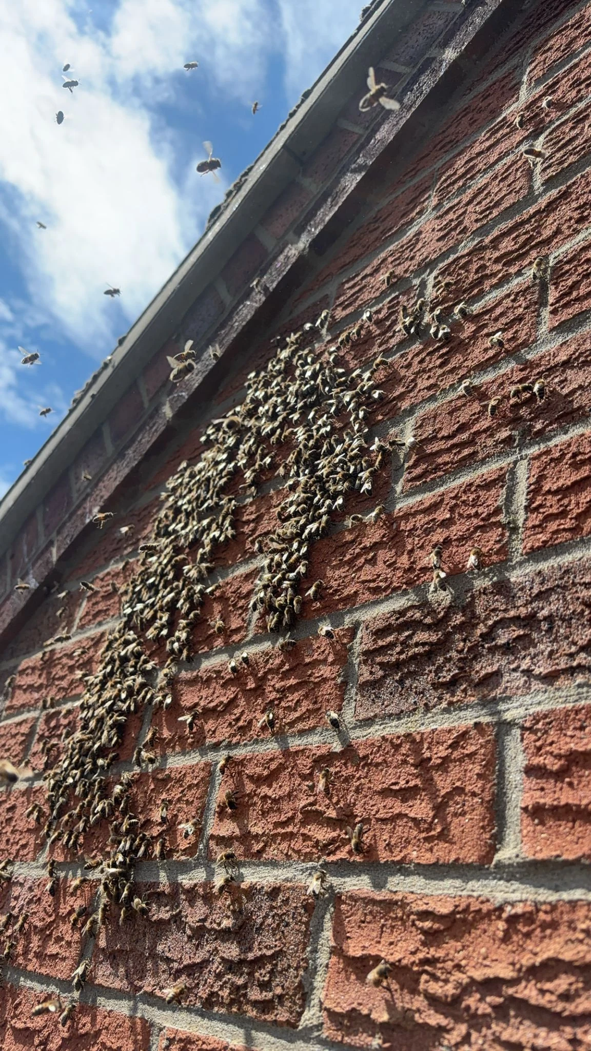 Bee swarm on the side of a house needing relocation