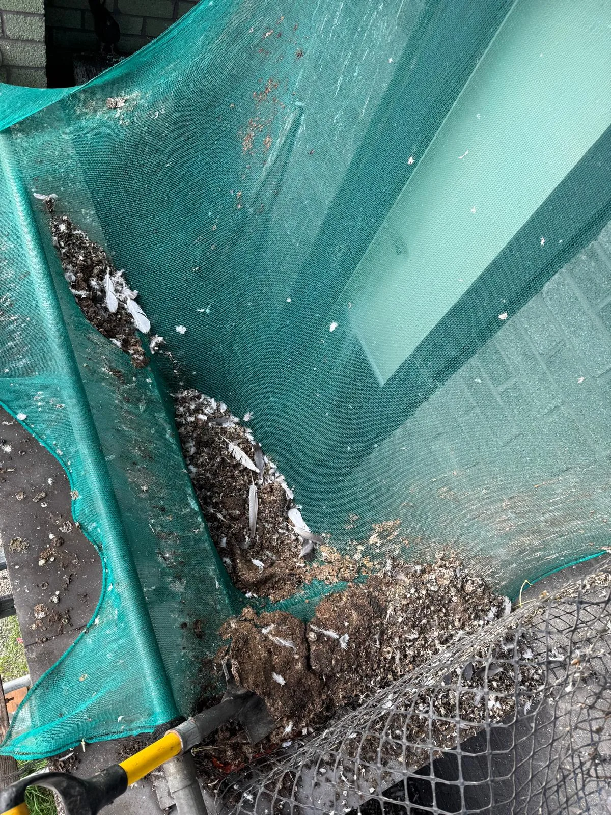 Heavy pigeon fouling on a balcony before Apex clean-up and proofing