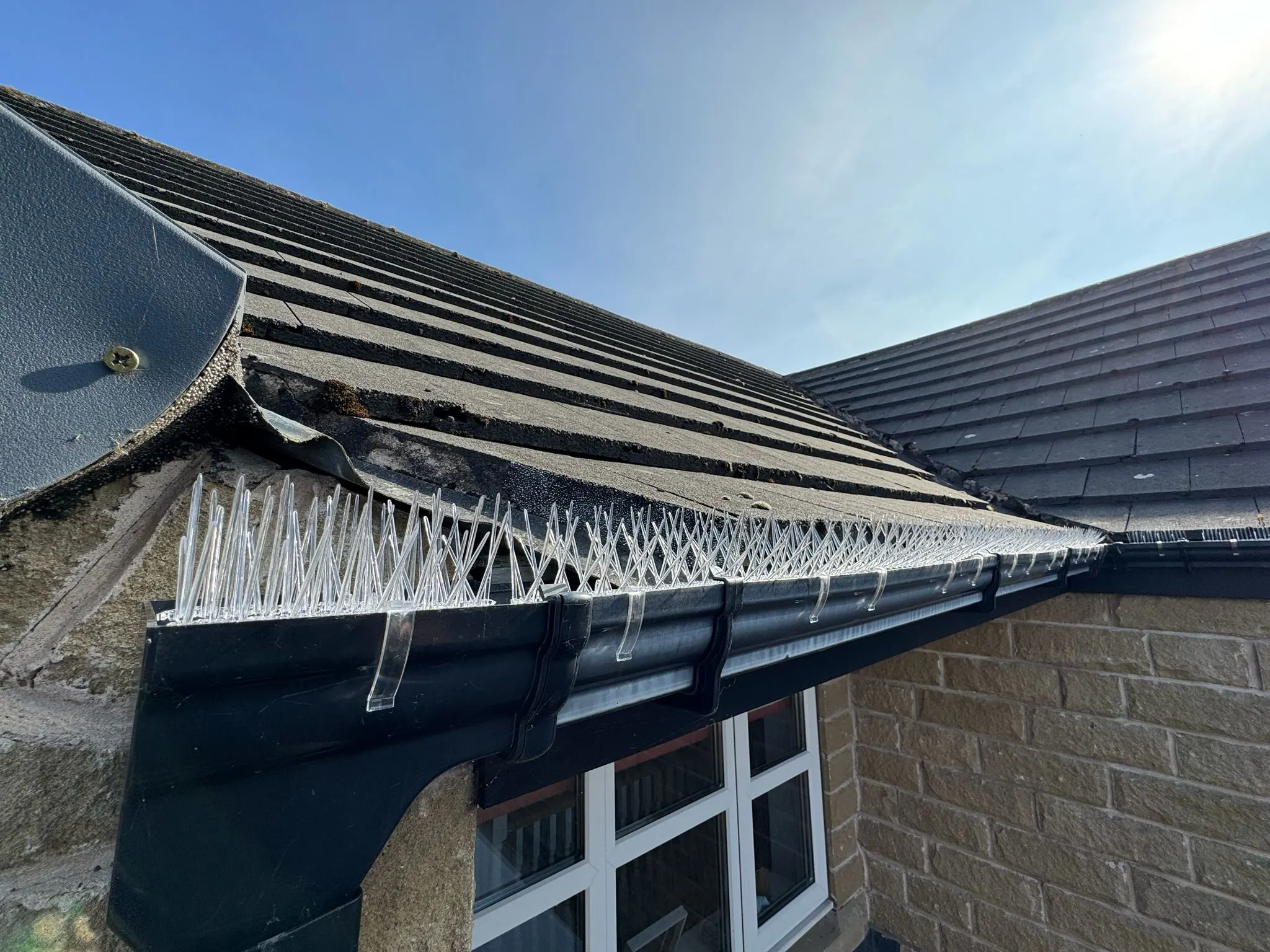Anti-roosting bird spikes fitted across perching surfaces by Apex Pest Control