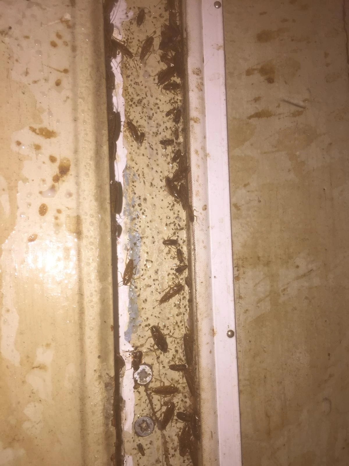 German cockroach infestation found behind a door-frame facia during an Apex inspection in Leeds
