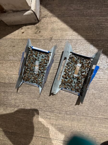 Hoy-Hoy monitoring traps placed in an HMO kitchen capturing a German cockroach infestation