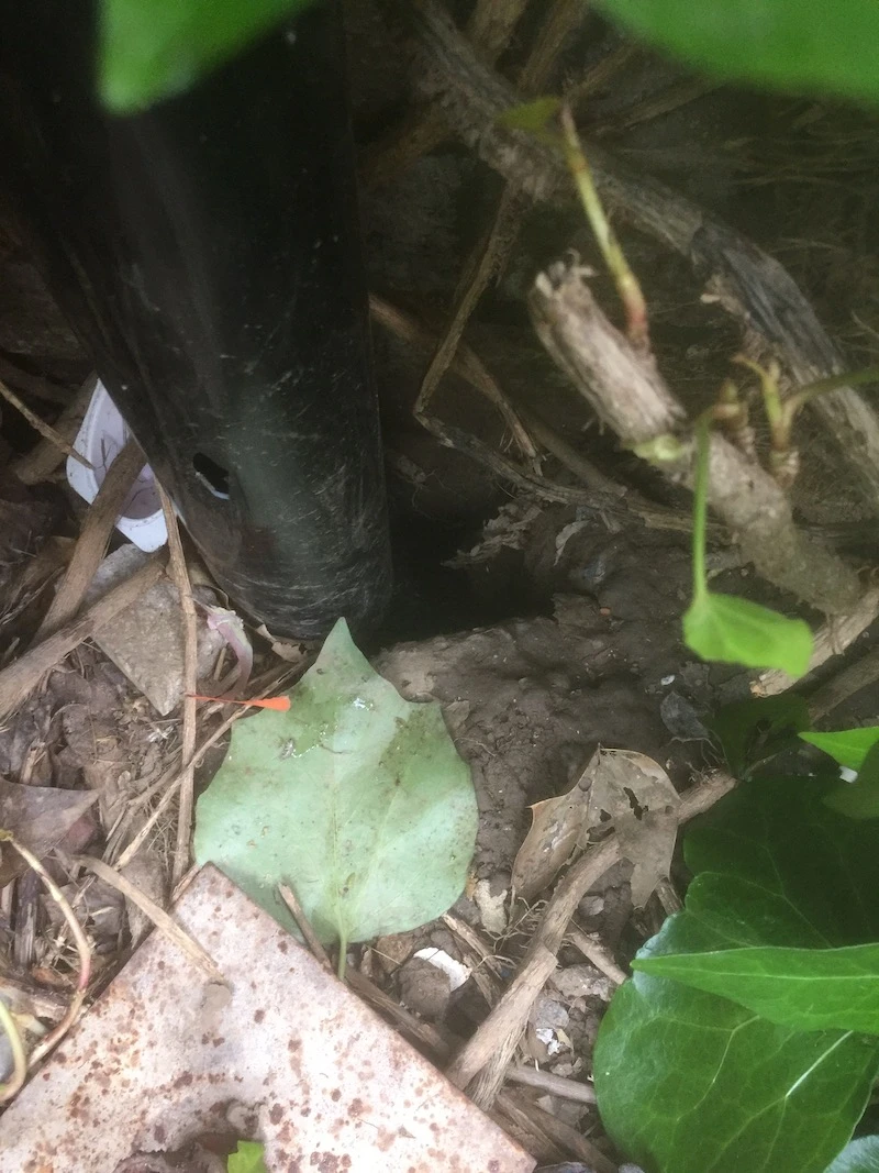 Entrance to a rat nest hole found beside a drain pipe during a site inspection