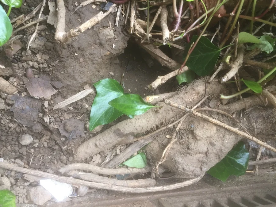 Entrance to a rat burrow located on a Barnsley site with a rodent infestation