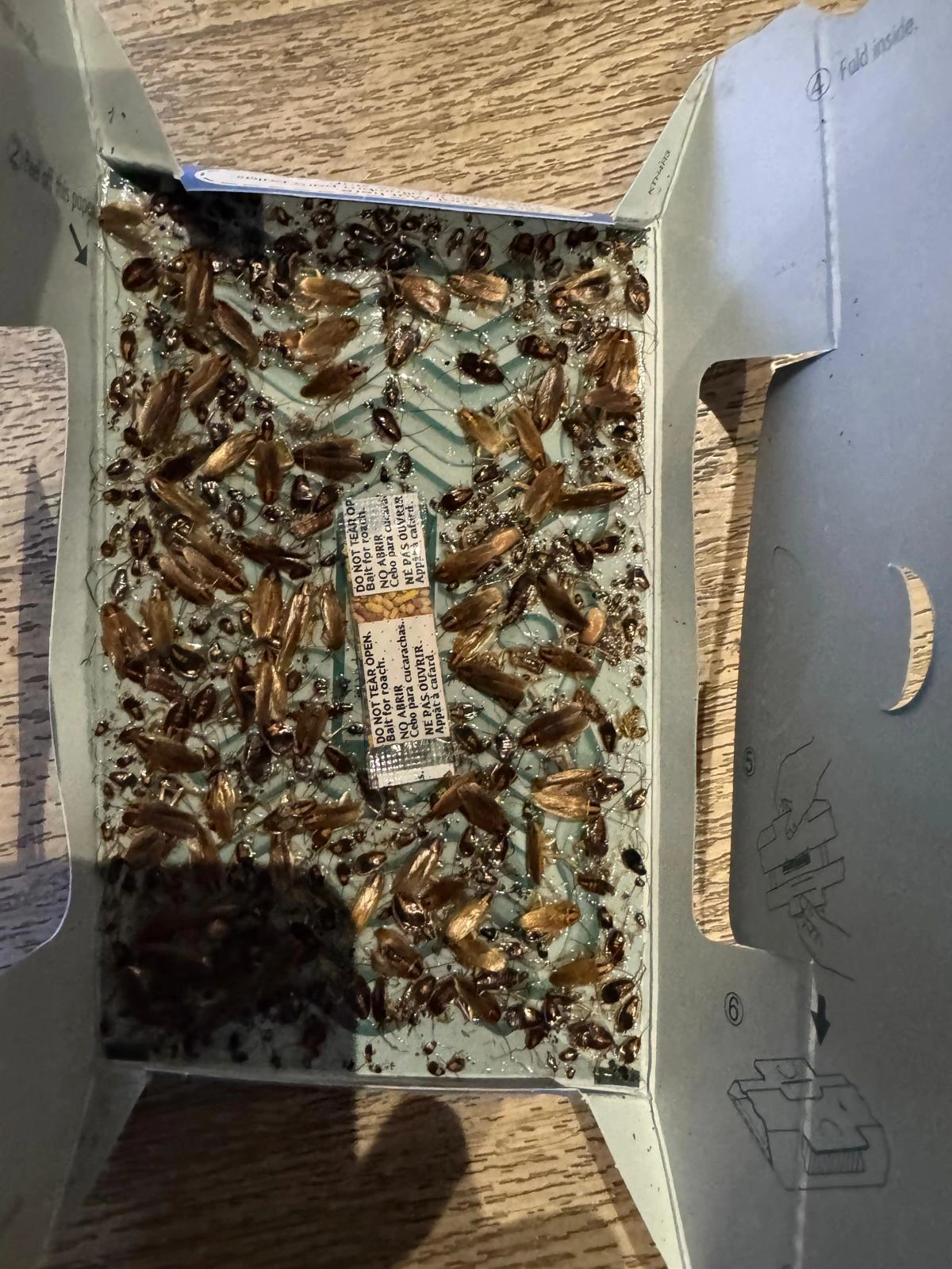 Close-up of a Hoy-Hoy trap full of German cockroaches during ongoing Apex treatment
