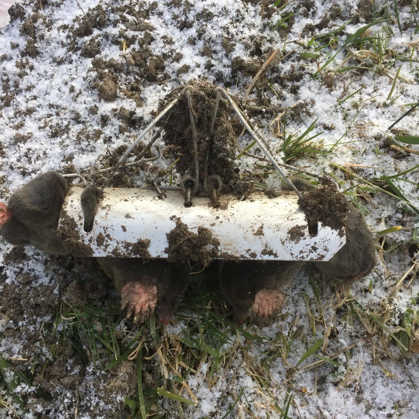 A Duffus mole trap used by Apex Pest Control