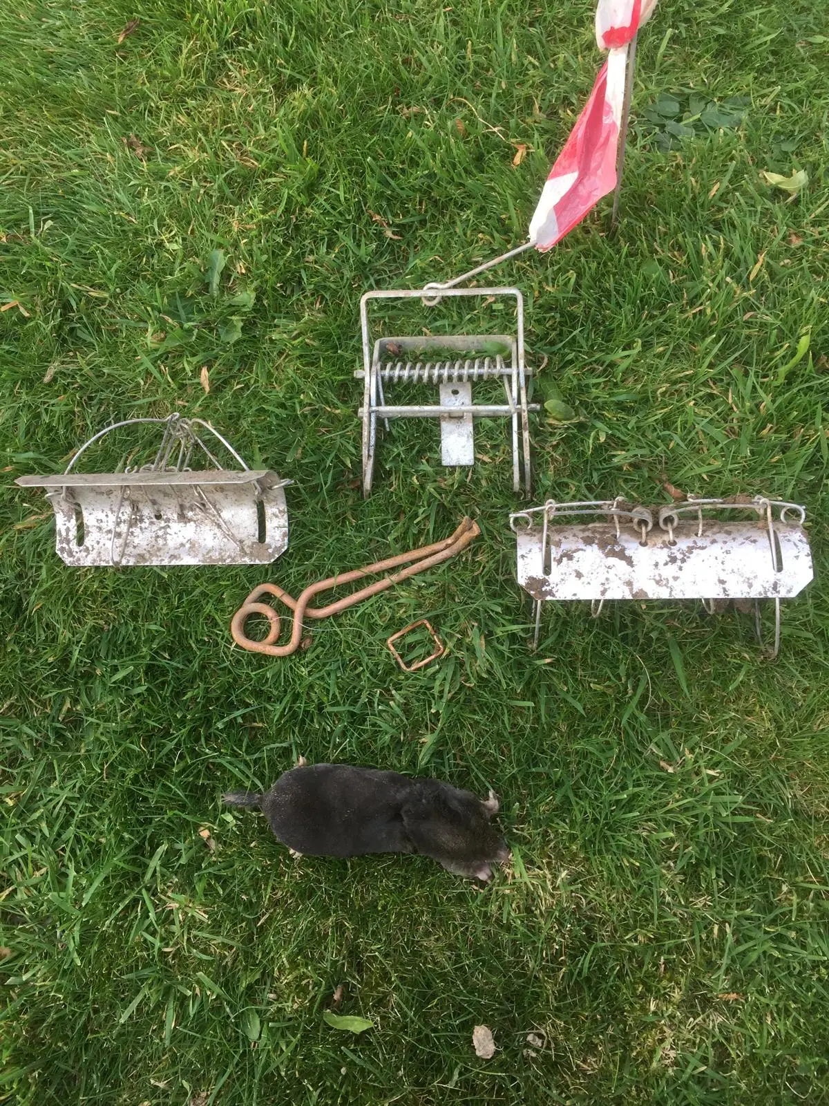 Apex carrying out mole control with traps set and removed in a paddock
