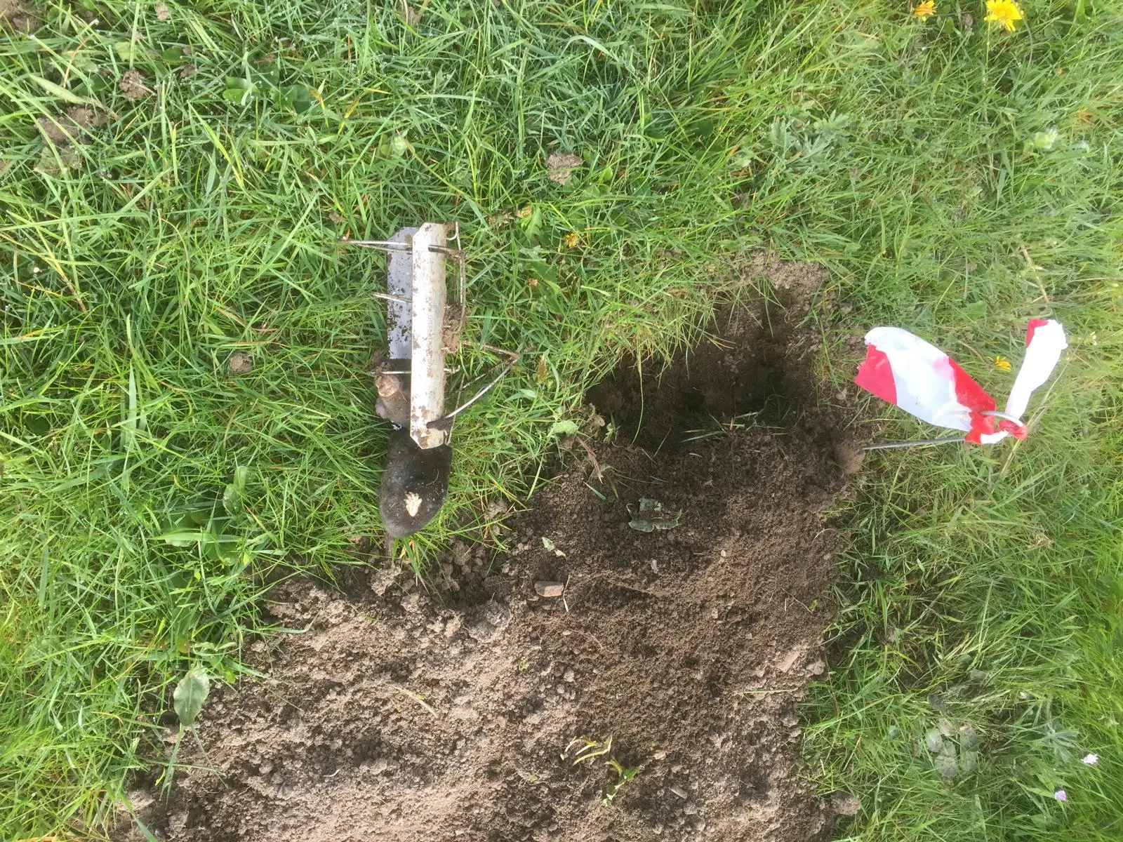 A mole caught in a humane spring trap set by Apex in a paddock