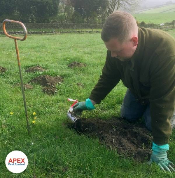 Apex Pest Control Ltd technician carrying out mole control on a paddock in Yorkshire