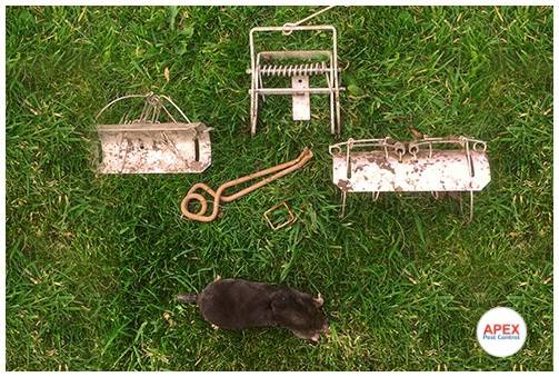 A mole caught using the approved spring traps Apex Pest Control Ltd uses for humane mole control in Yorkshire