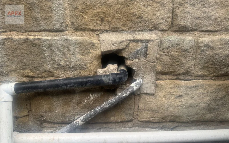 Rat entry point at a drain waste pipe identified during an Apex Pest Control proofing survey