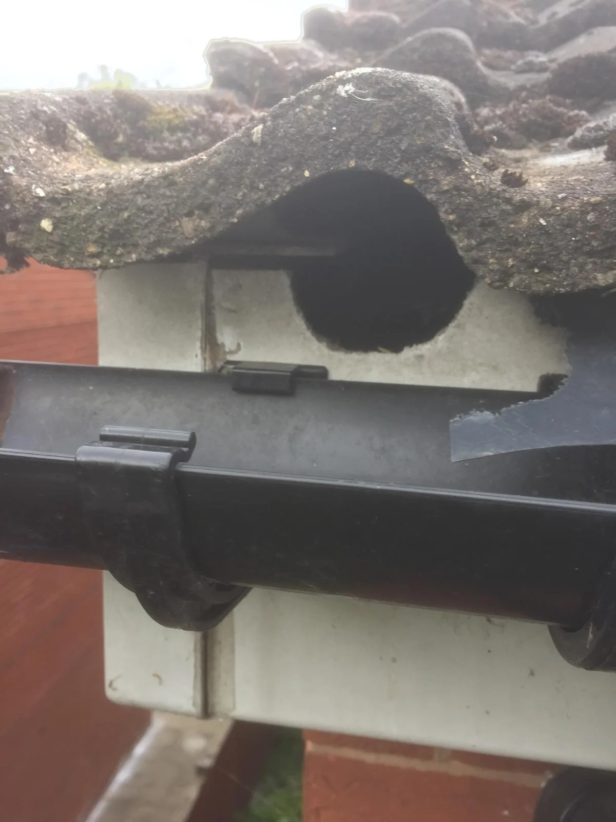 Grey squirrel damage: a fascia board chewed through to access the roof space and nest