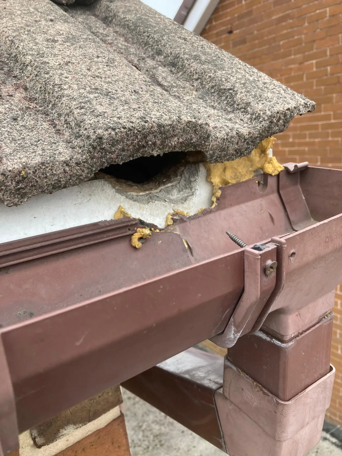 Squirrel nest entrance into an attic roof space where the fascia has been damaged for access