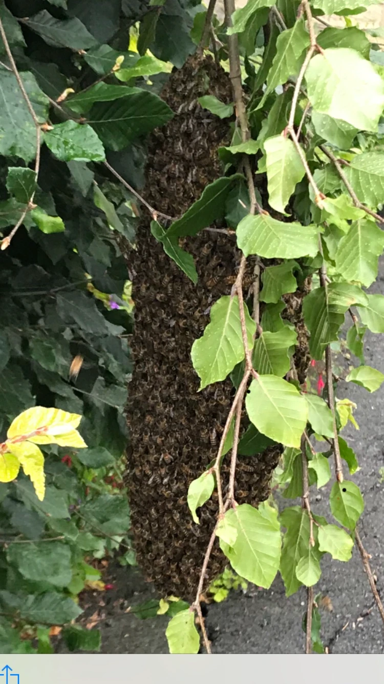 Honey bee swarm on a tree in South Yorkshire