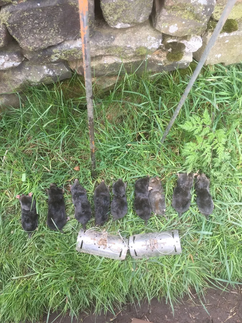 Several moles caught by Apex in a paddock, a labour of moles